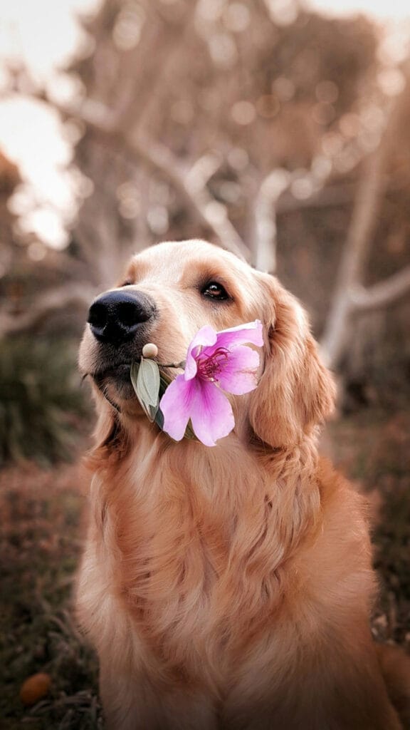 beige dog and with a pink flowr on mouth