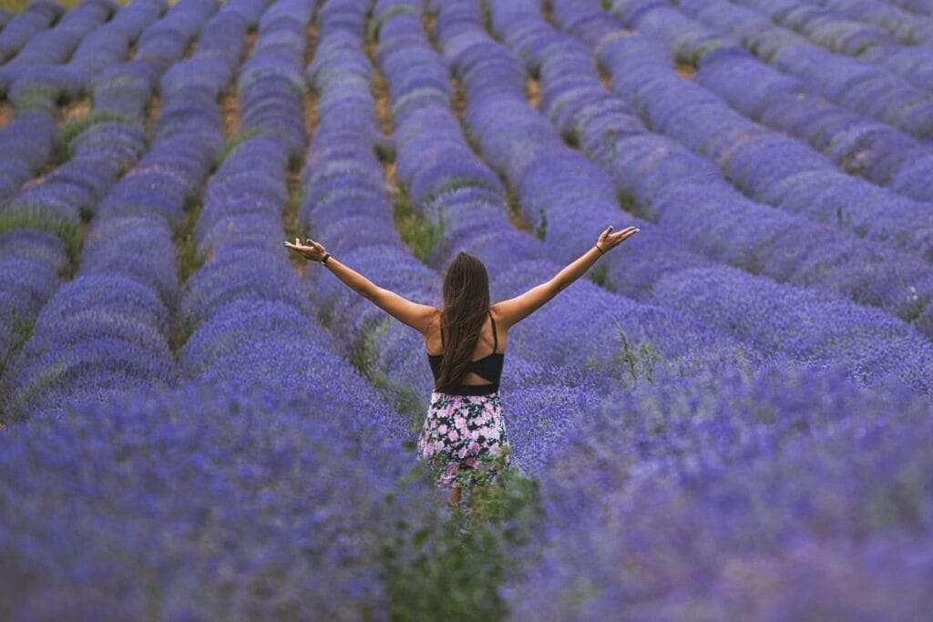lavender lullaby: essential oil for calm and comfort