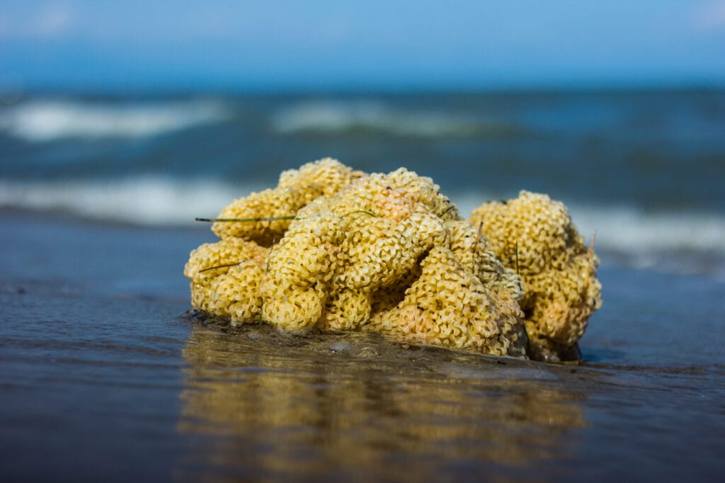 How to Rejuvenate Your Skin natural sea sponge in its natural environment front view.jpg www edited (1)