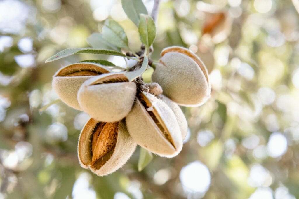 almonds in august before harvest edited