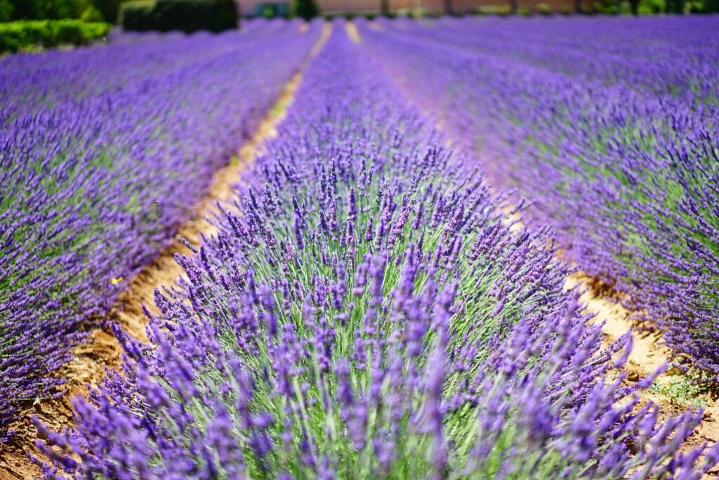 Lavender A beautiful and vibrant lavender field in Provence, perfect for natural landscape lovers.